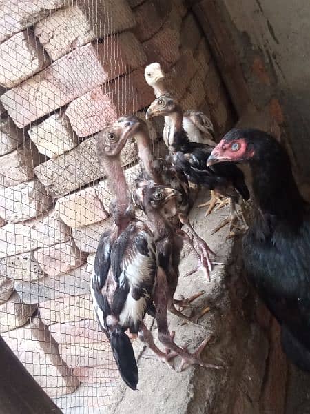 Misri Murgha ,Aseel Murghi With Chicks 2