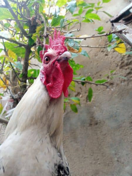 Misri Murgha ,Aseel Murghi With Chicks 5