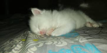 Breeder Persian Cat And Kitten For Sale