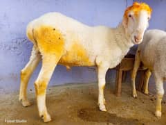 2 Sheep Chatra For Sale