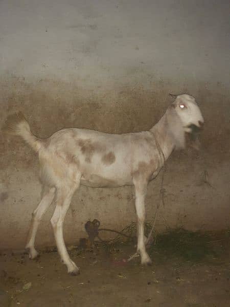 4 Desi Goats for sale 9