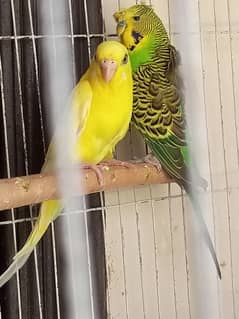 Hogo single flower male and red i yellow king size pair 0