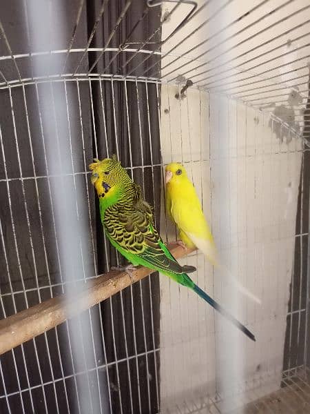 Hogo single flower male and red i yellow king size pair 2