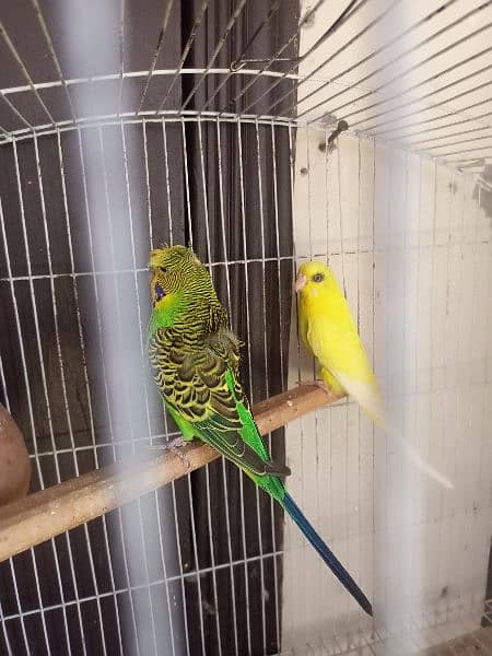 Hogo single flower male and red i yellow king size pair 3