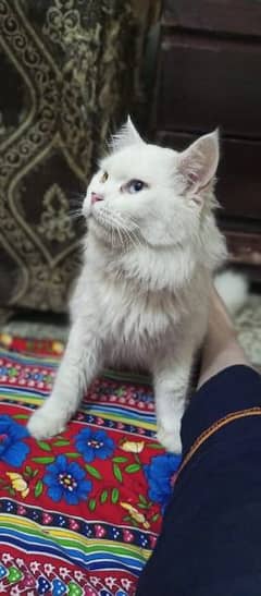 Persian White Cat' Oad eyes