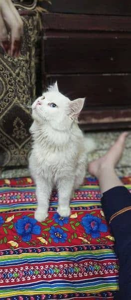 Persian White Cat' Oad eyes 1