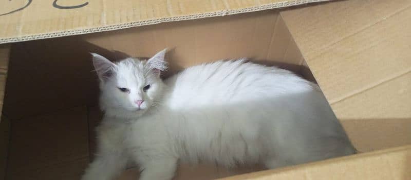 Persian White Cat' Oad eyes 2