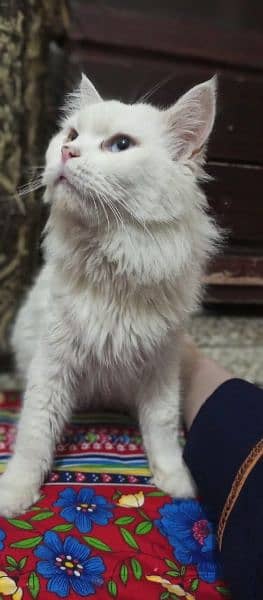 Persian White Cat' Oad eyes 3