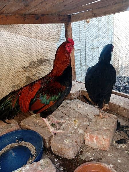 aseel male and female 2