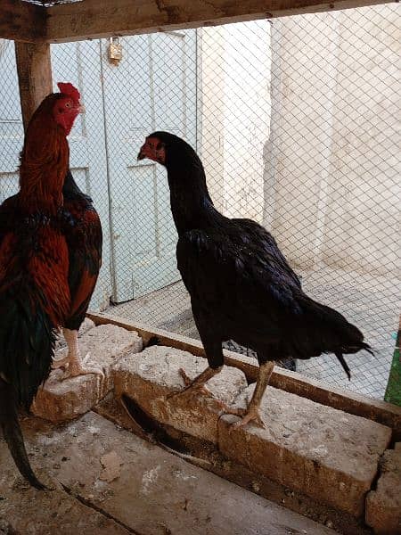 aseel male and female 3