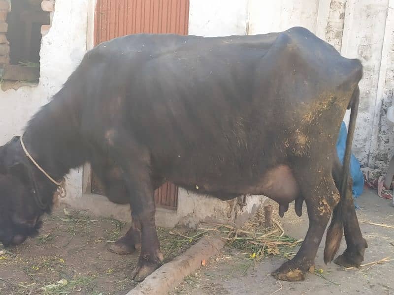 buffalow urgent sale 3