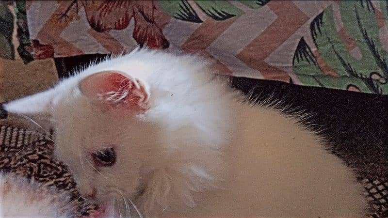 Double Coated Persian Kitten For Sale 1