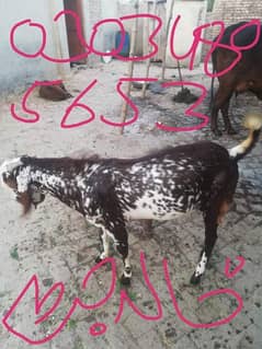 Goat for sale nearby kasur road