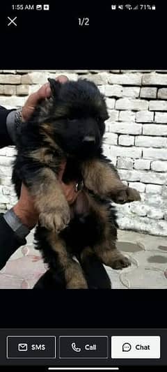 German Shepherd puppy urgent for sale