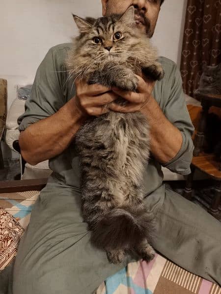 TRIPLE COATED BEAUTIFUL PERSIAN CAT 3