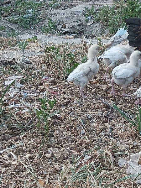 pepper white Hera chicks 2 munth and 3 munth chicks availabl Hera choz 4