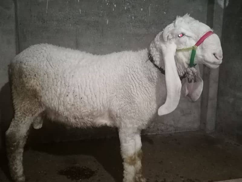 nukra bakra for qurbani 3