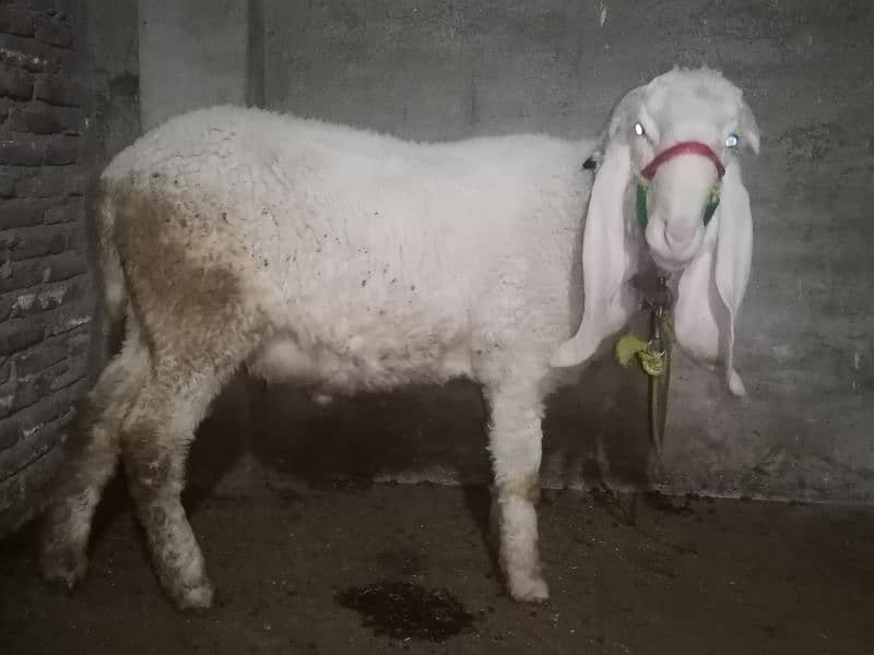 nukra bakra for qurbani 4