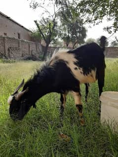 Bakra for Eid. . . . Contact me on this number 03184195263