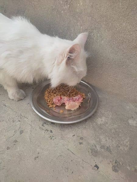 persian cat male white color 1