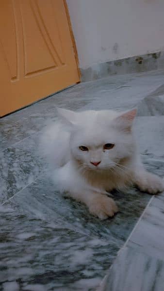 persian cat male white color 3