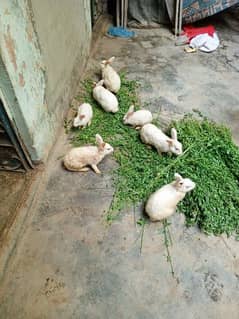7 Rabbits Colony 0