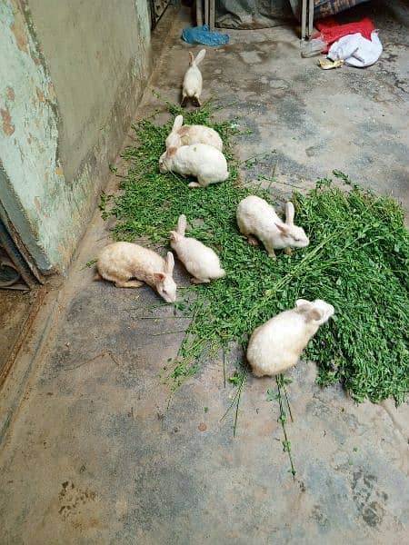 7 Rabbits Colony 1