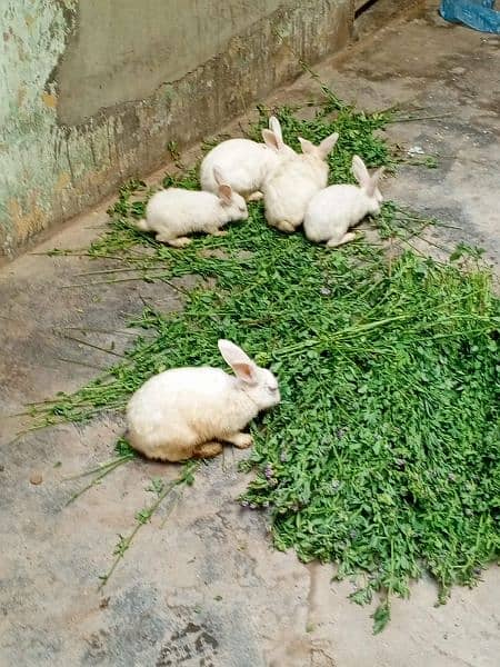 7 Rabbits Colony 2