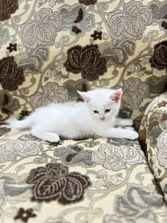 Persian Kitten Double Coat Odd Eyes 0