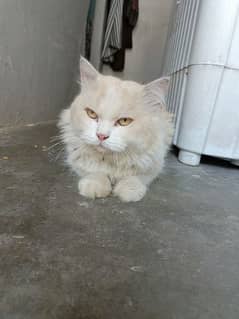 Persian male for sale or exchange with male kitten