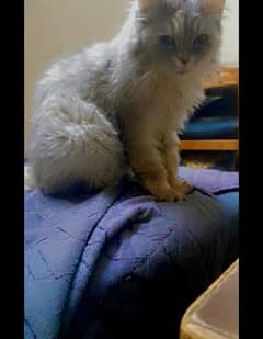 Persian Fe-male tamed Vaccinated Cat , Age 1 year, Liter trained