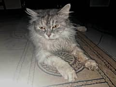 Persian Fe-male tamed Vaccinated Cat , Age 1 year, Liter trained