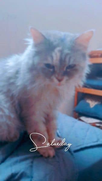 Persian Fe-male tamed Vaccinated Cat , Age 1 year, Liter trained 3