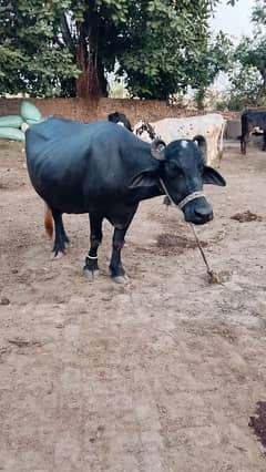 neeli Ravi buffalo for sale