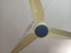 celling fan