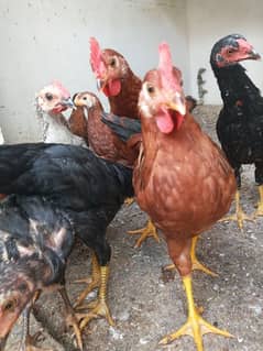 RIR   6 MONTHS ROOSTER MALE AVAILBLE 4 PIECE.