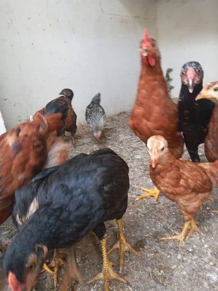 RIR   6 MONTHS ROOSTER MALE AVAILBLE 4 PIECE. 2