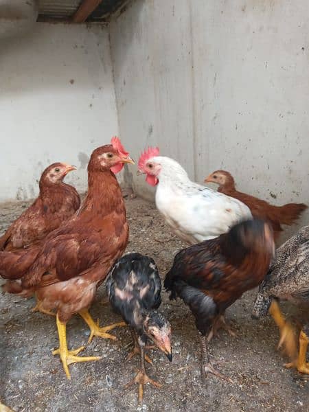 RIR   6 MONTHS ROOSTER MALE AVAILBLE 4 PIECE. 3