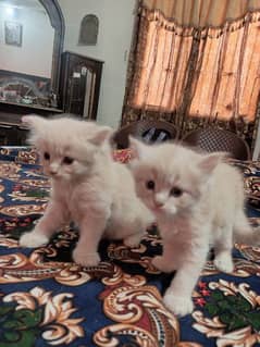 persian pair kitten