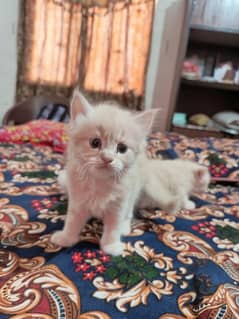 pure persian kitten 0