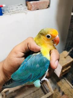 Love Birds Setup for Sale | 5 Parrots | 8 Portion Cage | Breeding Box 0