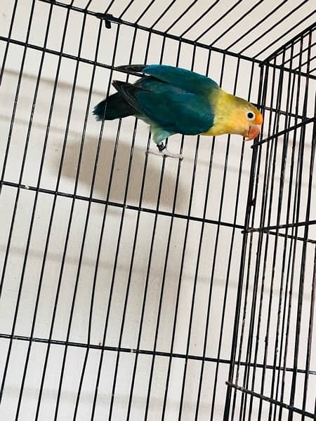 Love Birds Setup for Sale | 5 Parrots | 8 Portion Cage | Breeding Box 1