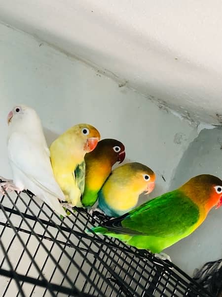 Love Birds Setup for Sale | 5 Parrots | 8 Portion Cage | Breeding Box 2