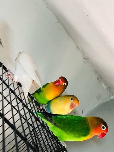 Love Birds Setup for Sale | 5 Parrots | 8 Portion Cage | Breeding Box 4