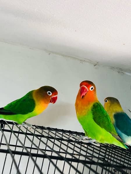 Love Birds Setup for Sale | 5 Parrots | 8 Portion Cage | Breeding Box 5
