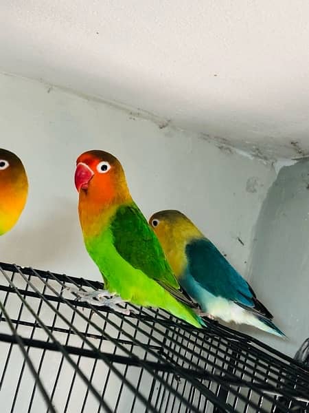 Love Birds Setup for Sale | 5 Parrots | 8 Portion Cage | Breeding Box 6