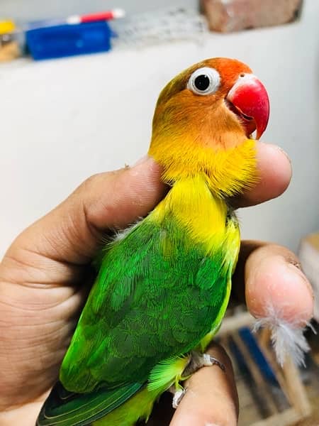 Love Birds Setup for Sale | 5 Parrots | 8 Portion Cage | Breeding Box 9