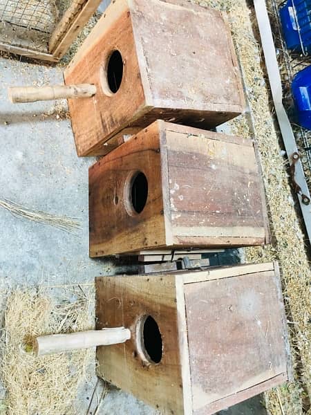 Love Birds Setup for Sale | 5 Parrots | 8 Portion Cage | Breeding Box 10