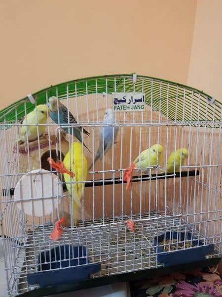 6 parrots 3000 1