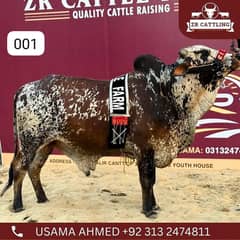 Bachray for Sale| qurbani 2024 | cows | bulls 0